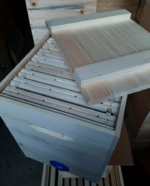 Golzbeute Ableger mit 10 Rähmchen – Bild 4