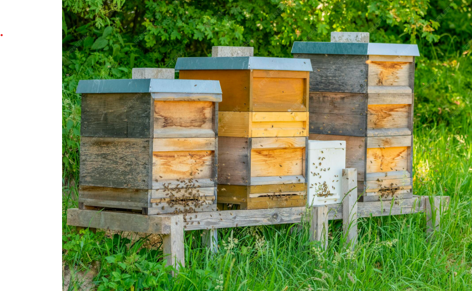 Zander vs. Deutsch Normalmaß (DNM) – Welche Beute soll ich wählen?