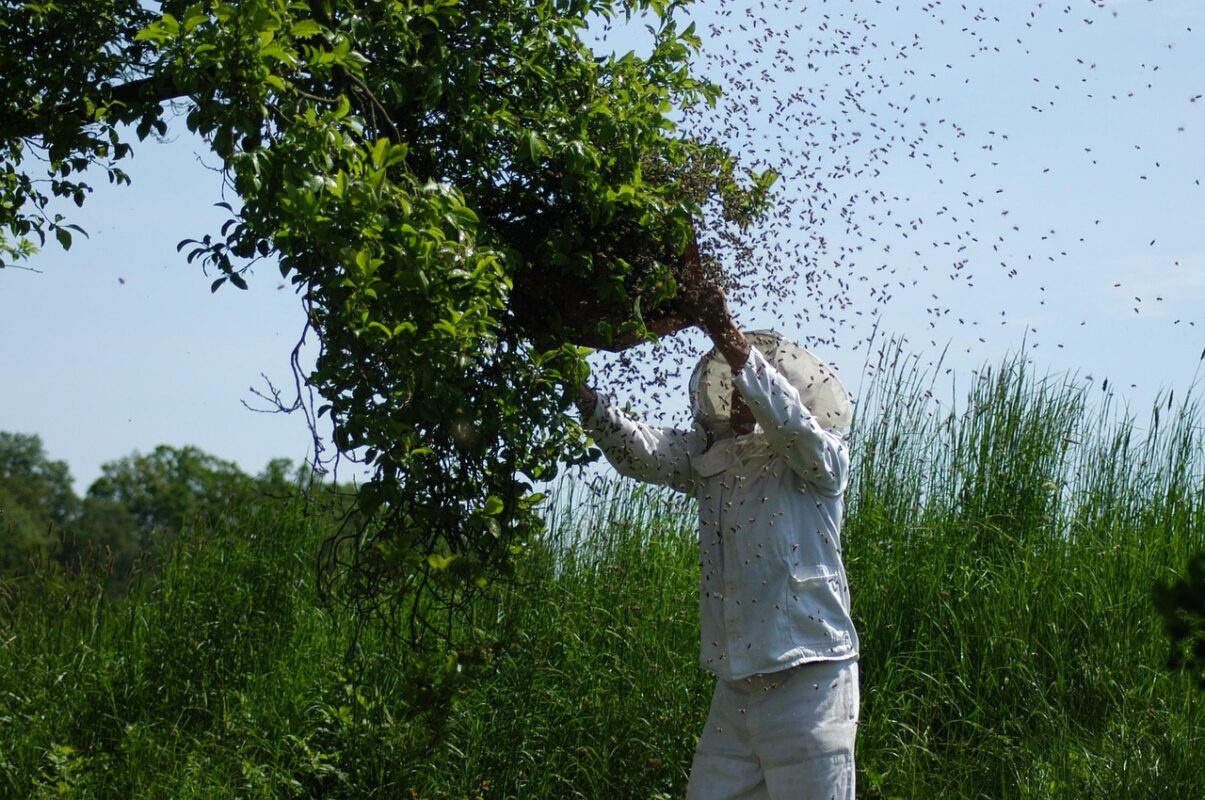 Völker Bienen